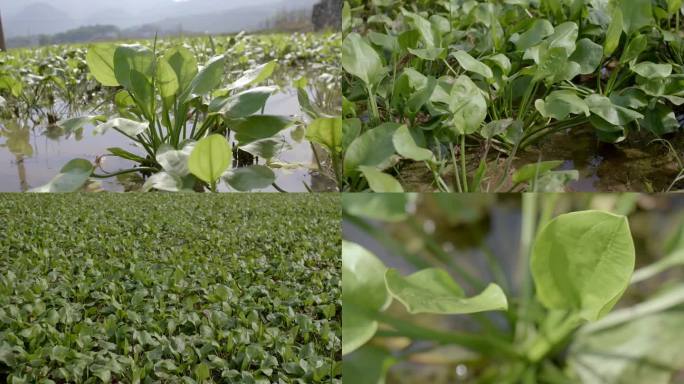 H0192药材  药材种植基地