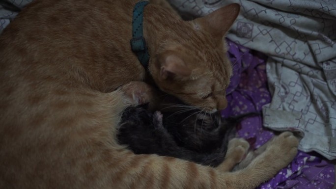 泰国品种的猫分娩4K分辨率幼猫母爱