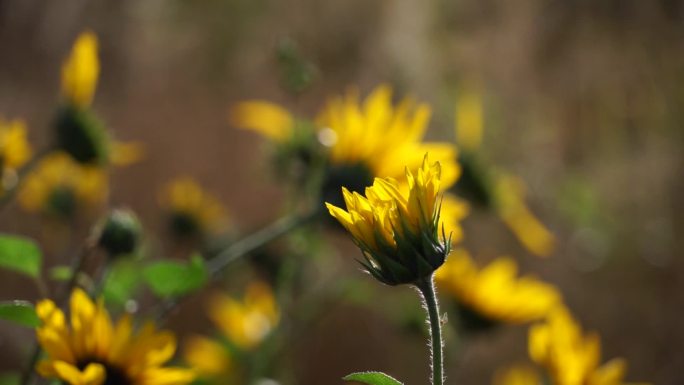 游园拍照芦苇公园秋天风景金秋树叶秋高气爽