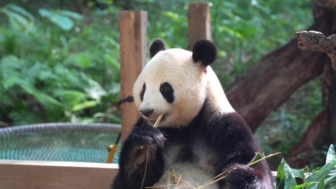 熊猫大熊猫吃竹子熊猫宝宝熊猫幼崽熊猫基地