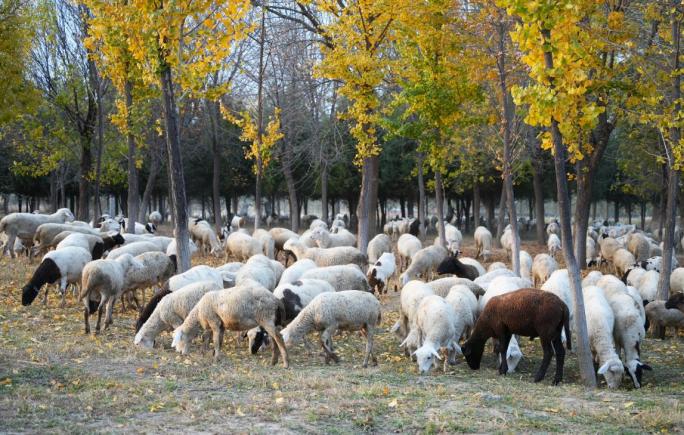 4K秋天森林吃草的羊群