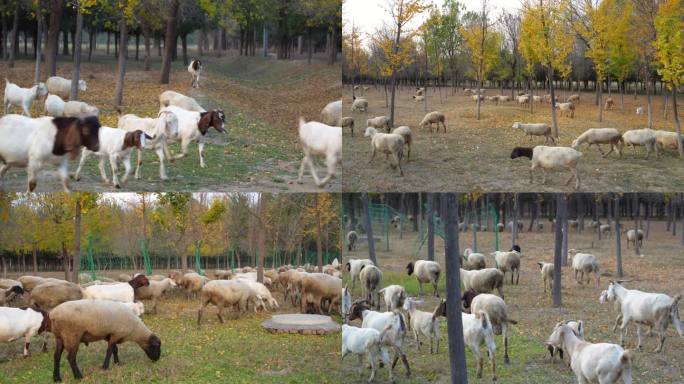 4K秋天森林吃草的羊群