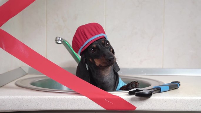 滑稽的水管工狗穿着制服，盖着胶带坐在厨房水槽里，修理