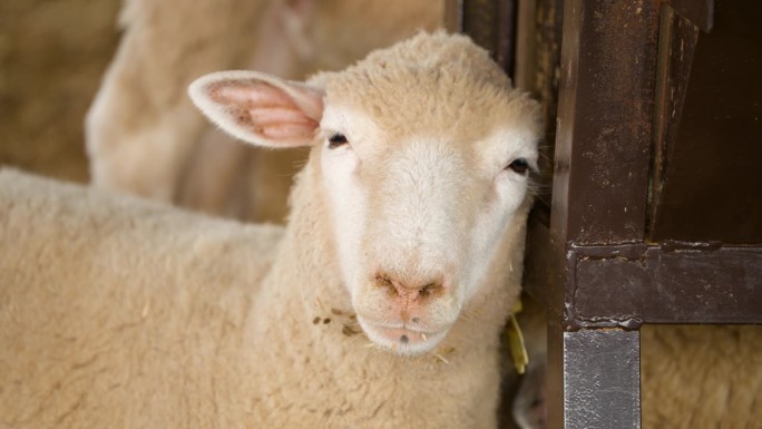 法国农场里靠在金属围栏上的羊头特写