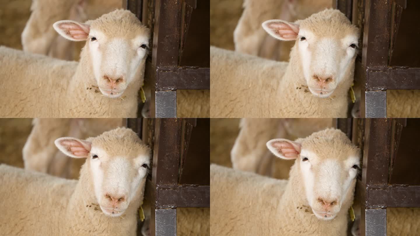 法国农场里靠在金属围栏上的羊头特写