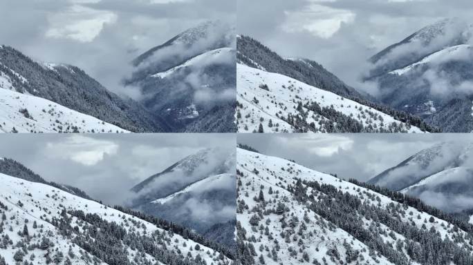 冬天的森林雪山