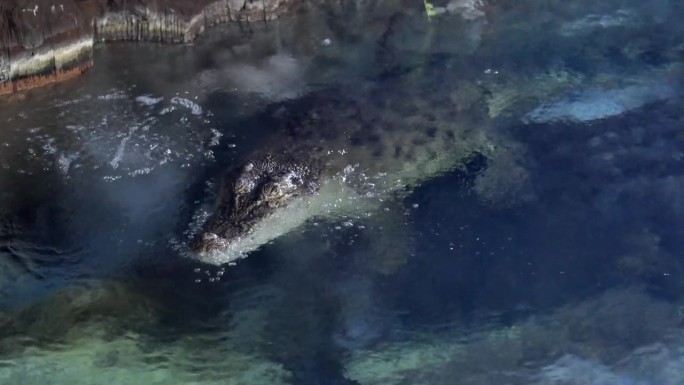 鳄鱼在湖上游泳