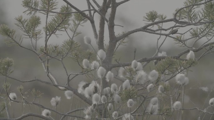 棉草夏季白色绒毛花Eriophorum Angustifolium(俗称棉草，棉草clog2, cl