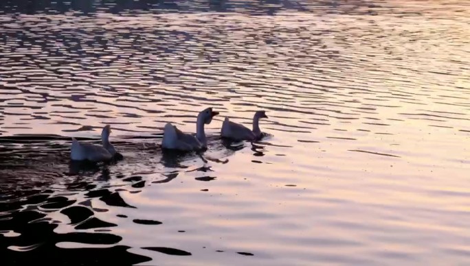 一群白鹅与鸭子在波光粼粼的湖面上嬉戏