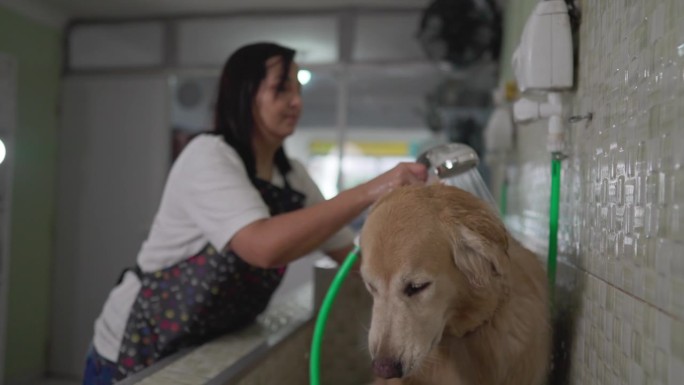 巴西女子在宠物店用淋浴头给金毛猎犬洗澡