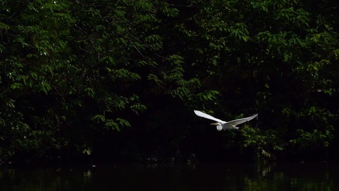 湿地湖面飞舞的白鹭