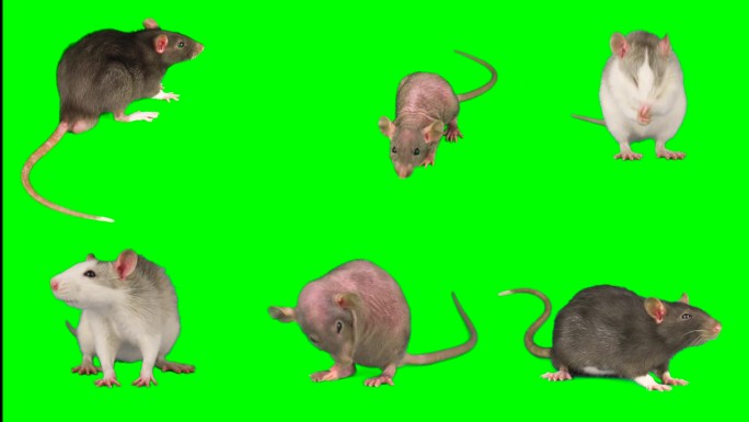 大鼠小鼠绿色隔离组