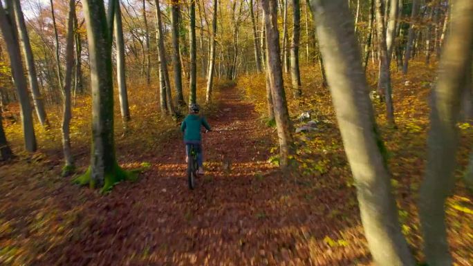 航拍:一名妇女带着一只狗骑自行车穿过美丽的秋林