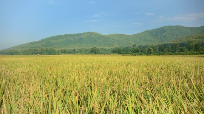 印度尼西亚农村的黄色稻田和起伏的丘陵的淘金运动。天空是晴朗的，许多稻田都是饱满的和弯曲的。