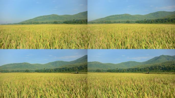 印度尼西亚农村的黄色稻田和起伏的丘陵的淘金运动。天空是晴朗的，许多稻田都是饱满的和弯曲的。
