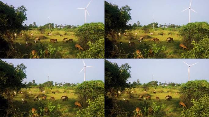 在印度风电场拍摄现代色彩丰富的田园牧歌