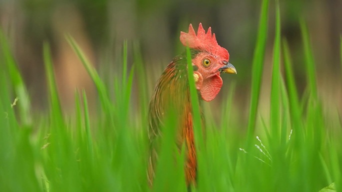 美丽的母鸡在绿色的水稻草