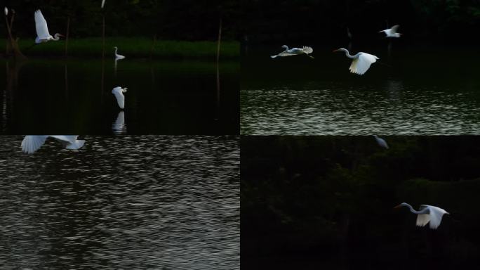 湿地湖面飞舞的白鹭