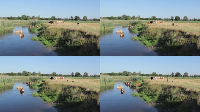牛来到乡下的河边喝酒，凉快一下。大热天，牛站在水里避暑。牛从河里喝水。