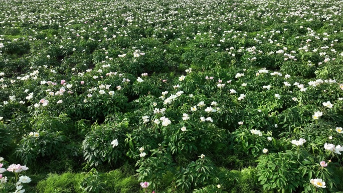 内蒙古中草药种植芍药花