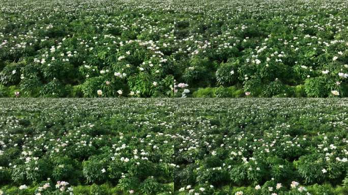 内蒙古中草药种植芍药花