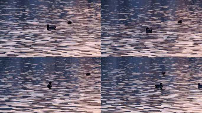 在蓝色波光的湖面嬉戏游水的灰鸭