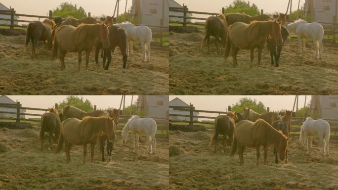 日落时农场上的一群马。