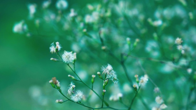 户外狗尾巴草野草摇曳