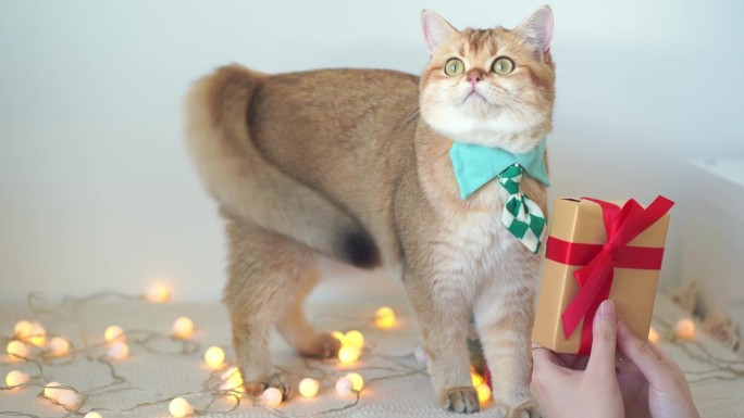 慢动作的英国猫戴着绿色的领带坐在桌子上与圣诞树礼盒