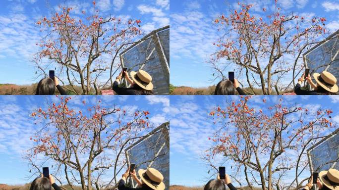 游客拍摄挂满果实的柿子树