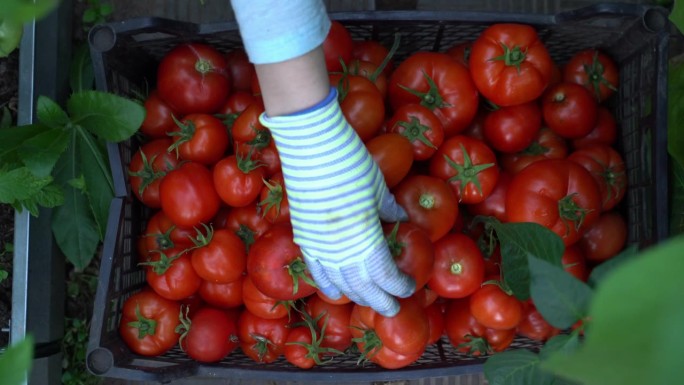 一名妇女在温室里用箱子收割西红柿。