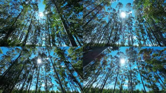 巴西圣保罗莫古柯的桉树林。