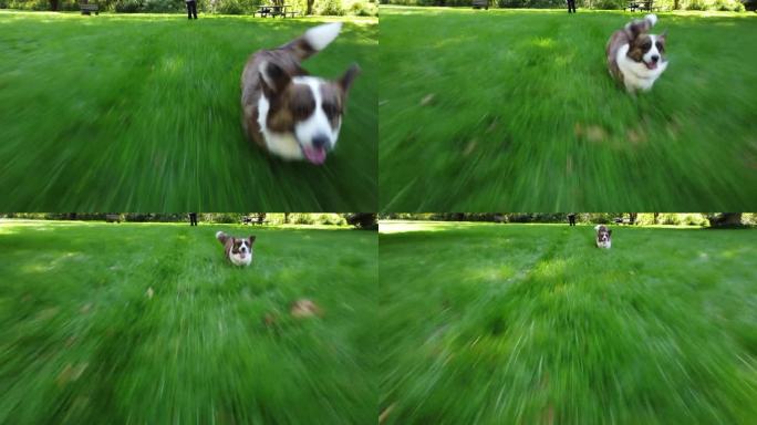 柯基在高高的绿草地上奔跑，追逐一架低空飞行的无人机