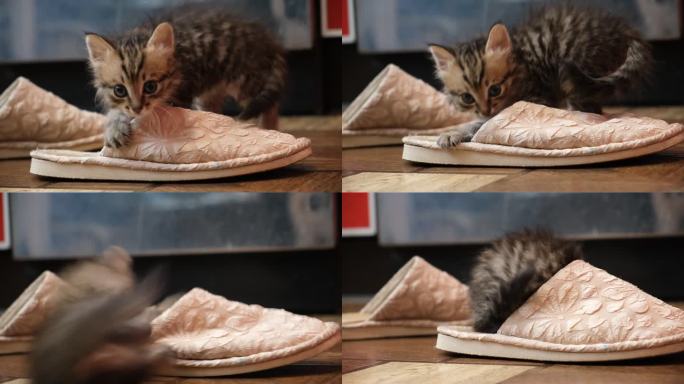 可爱的小猫咪玩拖鞋，捉迷藏，咬人，打架。有趣的宠物。恶作剧