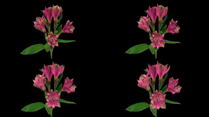黑色背景上分离的粉红色秘鲁百合花的开放时间