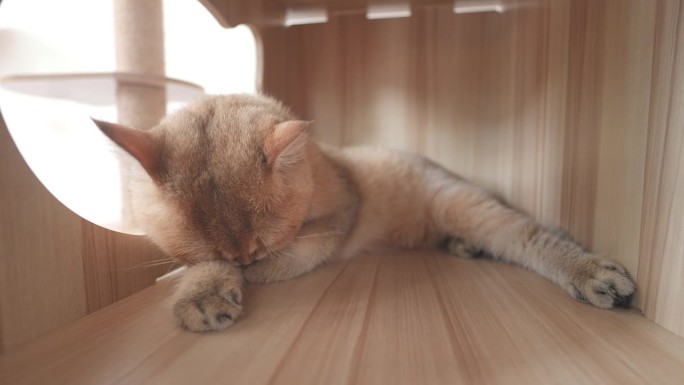 可爱的芒奇金猫温馨的放松时刻在家里