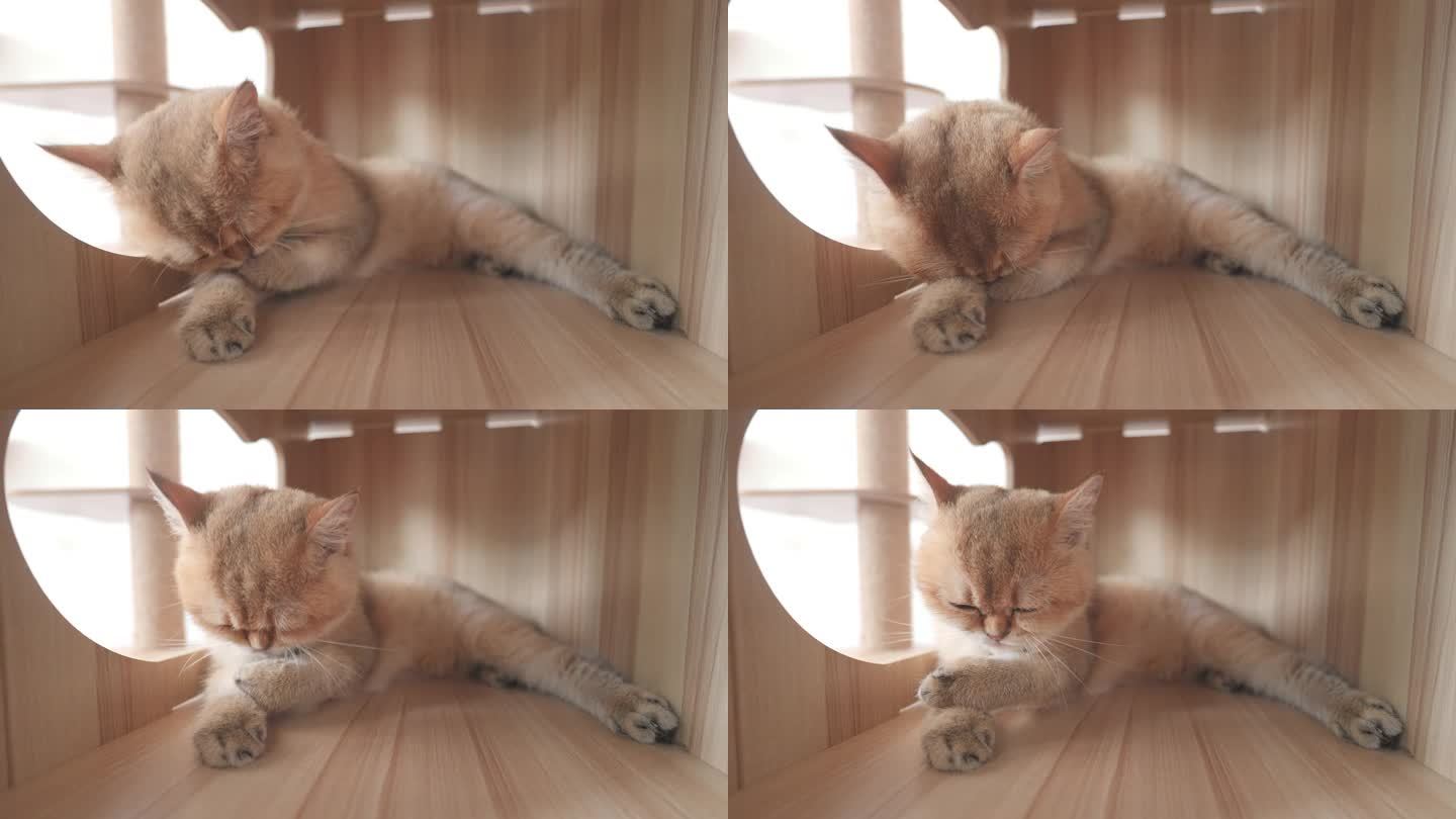 可爱的芒奇金猫温馨的放松时刻在家里