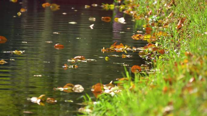 秋风落叶纷飞的河道