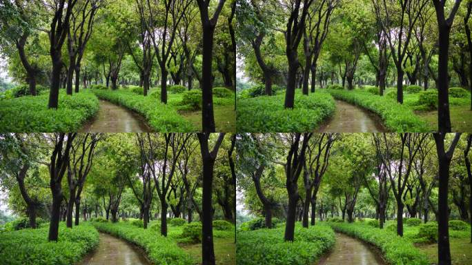 雨中植物