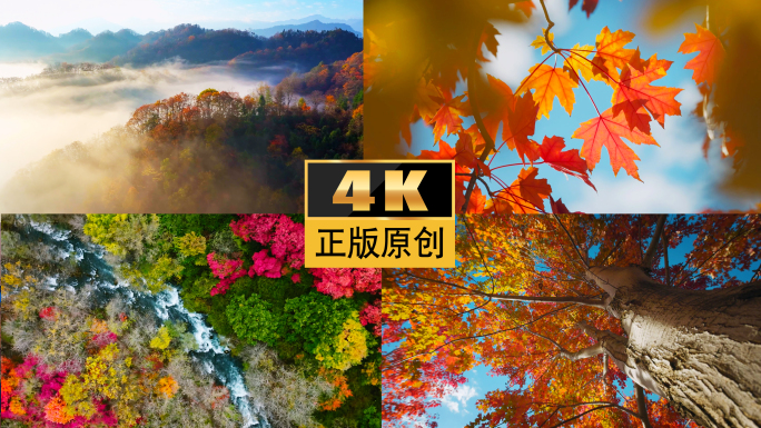 秋天秋彩林森林红叶立秋秋景大山云海山林秋