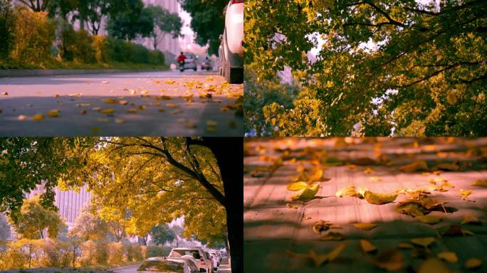 秋天路边的落叶