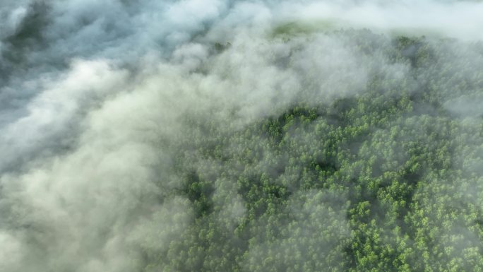 高山森林晨雾云海云雾票