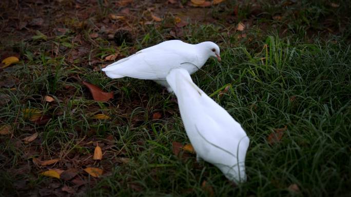 秋天大树下觅食的白鸽