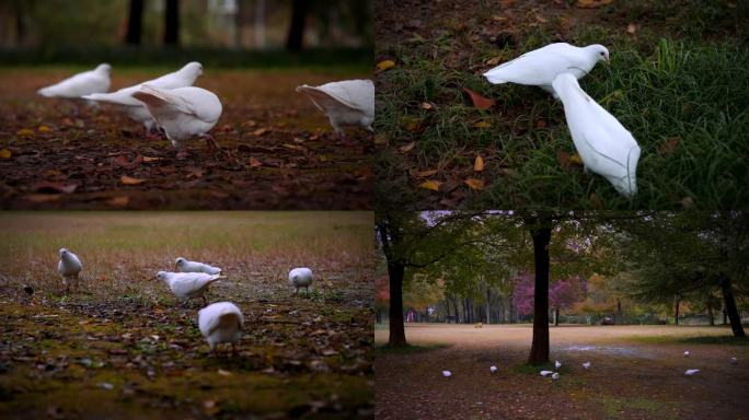 秋天大树下觅食的白鸽