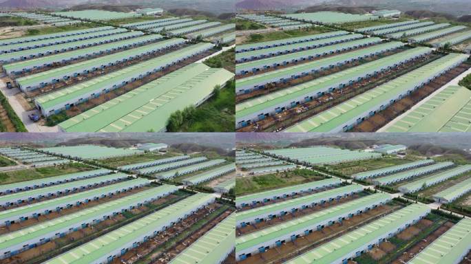 养殖场 牛场 畜牧业