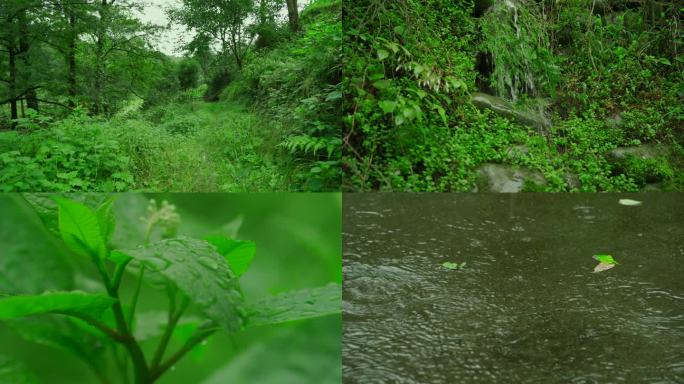 下雨天的山林雨后风景