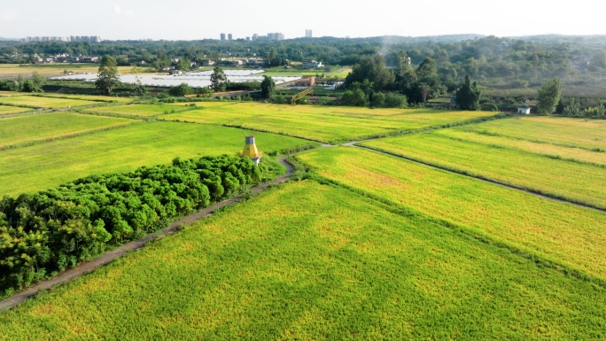 成都平原天府粮仓稻田乡村水稻成熟新农村