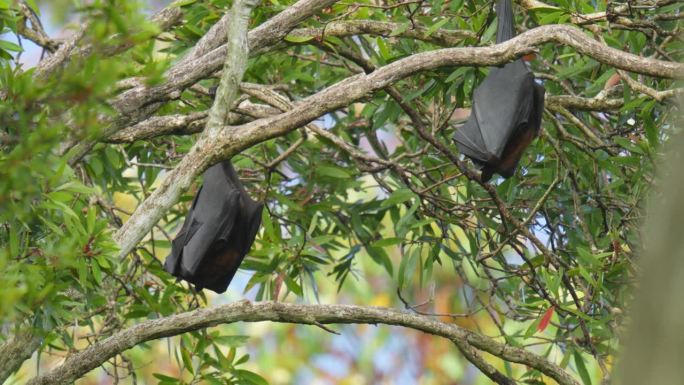 两只被称为飞狐的巨型蝙蝠白天在树上睡觉