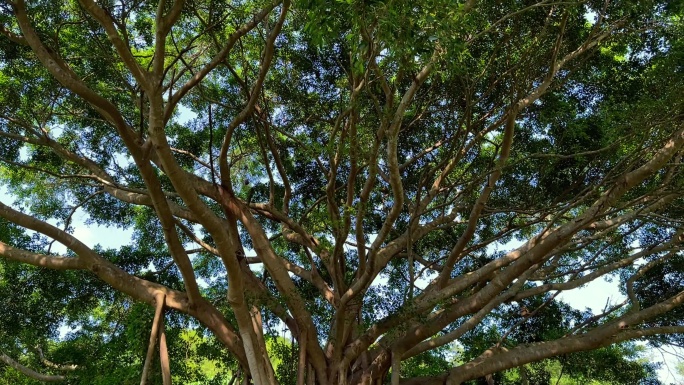 茂盛的大榕树 阳光透射独树成林