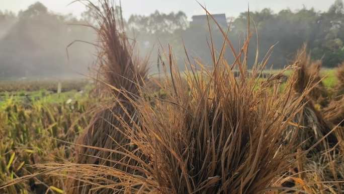 稻田秸秆稻草人稻草水稻秸秆稻草堆稻草杆